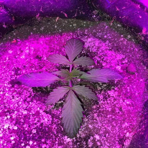 Auto White Widow growlog timeline photo