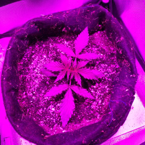 Auto White Widow growlog timeline photo