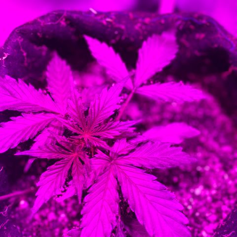 Auto White Widow growlog timeline photo