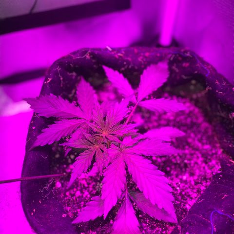 Auto White Widow growlog timeline photo