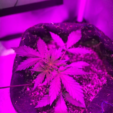 Auto White Widow growlog timeline photo