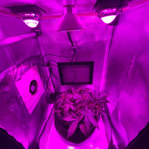 Auto White Widow growlog timeline photo