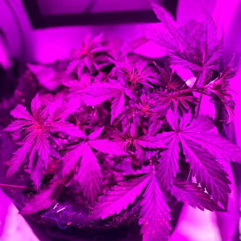 Auto White Widow growlog timeline photo