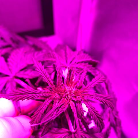 Auto White Widow growlog timeline photo