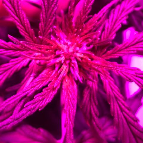 Auto White Widow growlog timeline photo