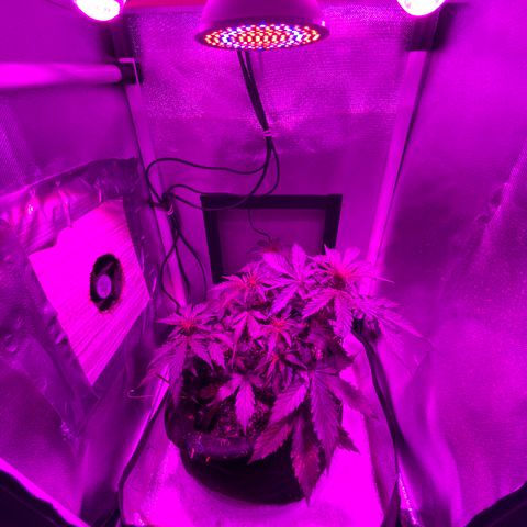 Auto White Widow growlog timeline photo