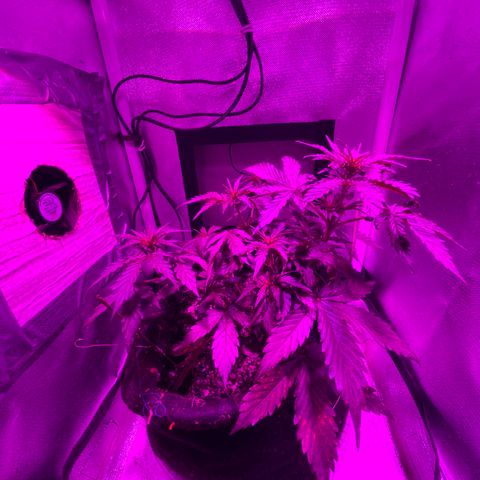 Auto White Widow growlog timeline photo