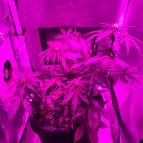 Auto White Widow growlog timeline photo