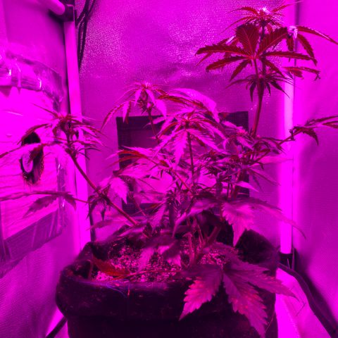 Auto White Widow growlog timeline photo