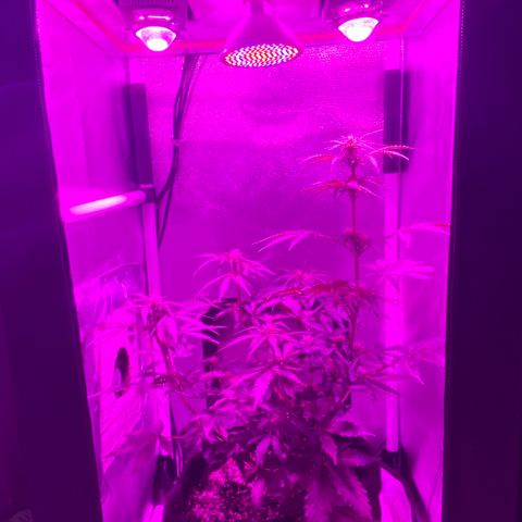 Auto White Widow growlog timeline photo