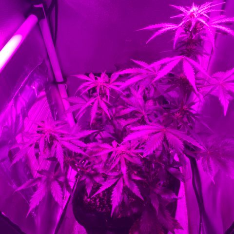 Auto White Widow growlog timeline photo
