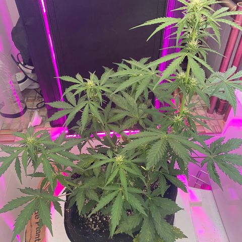 Auto White Widow growlog timeline photo