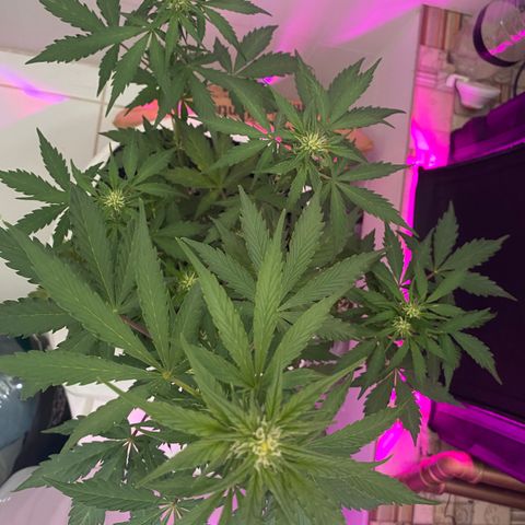 Auto White Widow growlog timeline photo