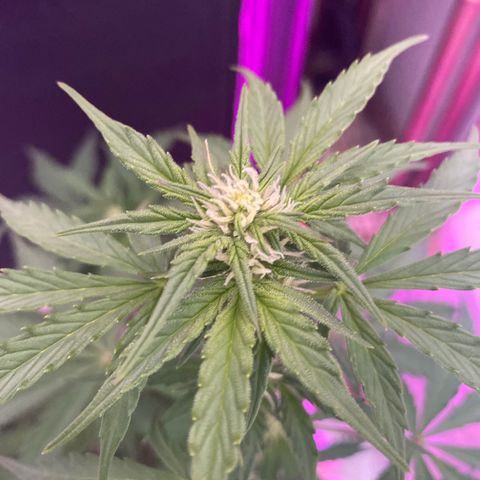 Auto White Widow growlog timeline photo