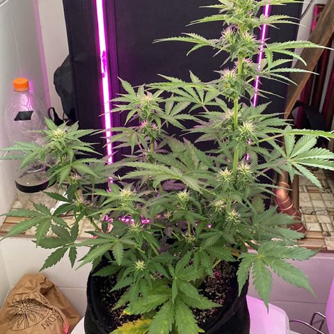 Auto White Widow growlog timeline photo