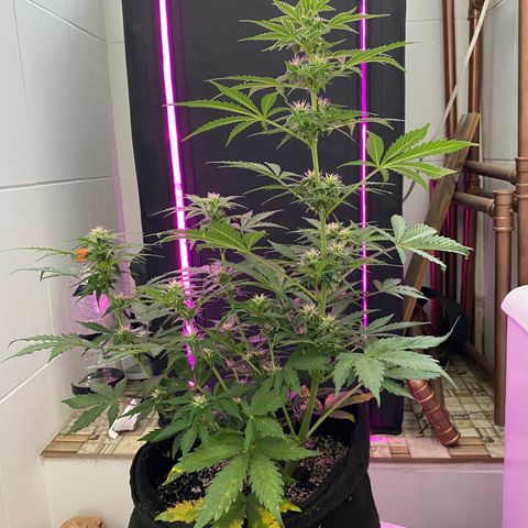 Auto White Widow growlog timeline photo
