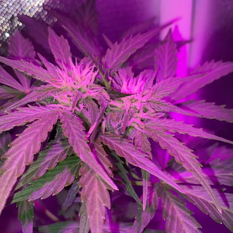 Auto White Widow growlog timeline photo