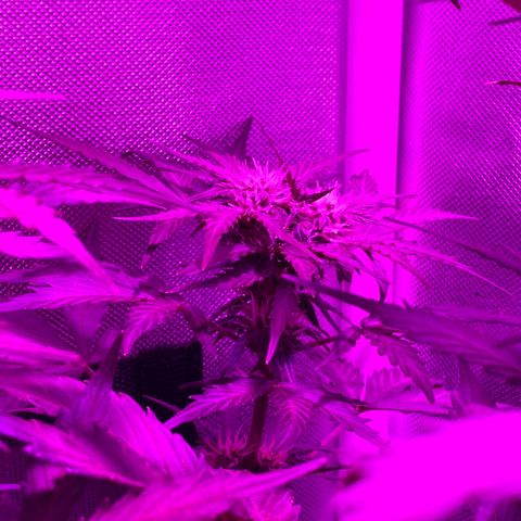 Auto White Widow growlog timeline photo