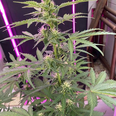 Auto White Widow growlog timeline photo