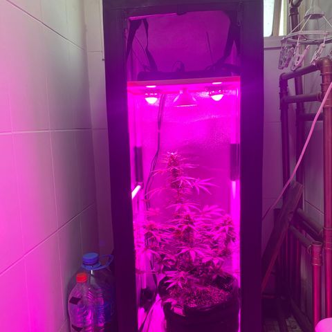 Auto White Widow growlog timeline photo