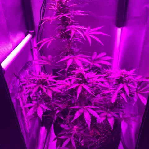 Auto White Widow growlog timeline photo