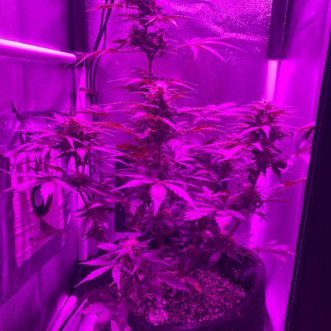 Auto White Widow growlog timeline photo
