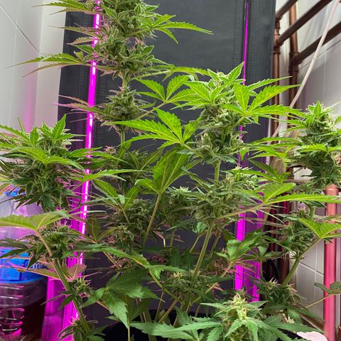 Auto White Widow growlog timeline photo