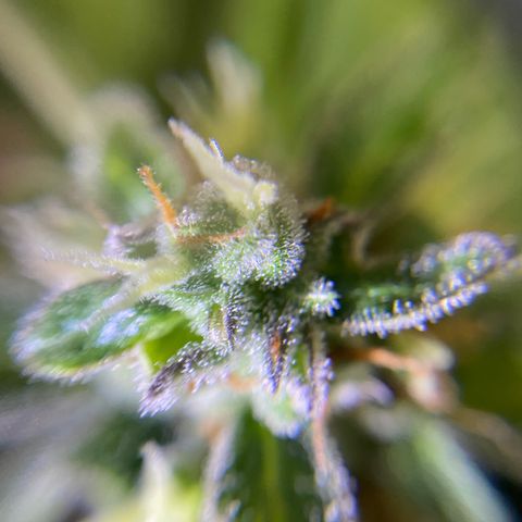Auto White Widow growlog timeline photo