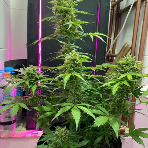Auto White Widow growlog timeline photo