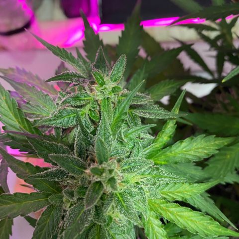 Auto White Widow growlog timeline photo