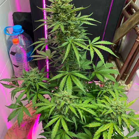 Auto White Widow growlog timeline photo