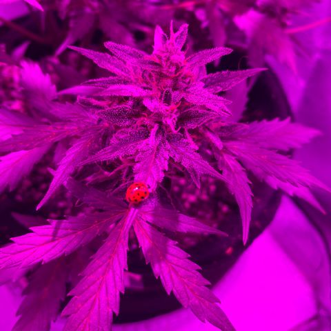 Auto White Widow growlog timeline photo