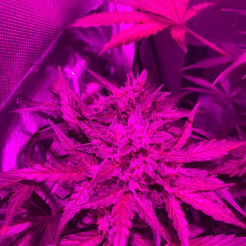Auto White Widow growlog timeline photo