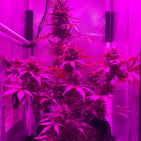 Auto White Widow growlog timeline photo