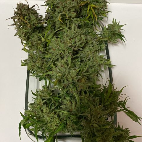 Auto White Widow growlog timeline photo