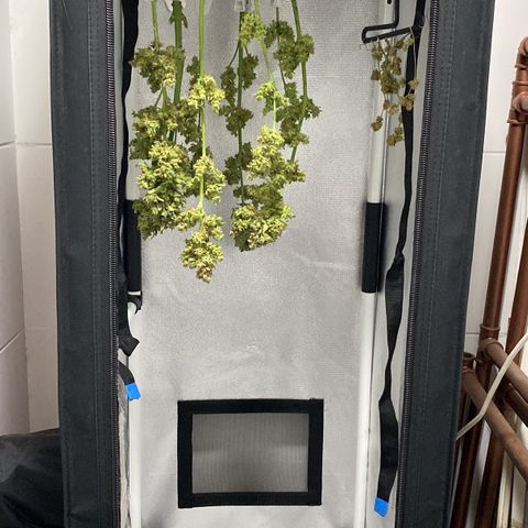 Auto White Widow growlog timeline photo
