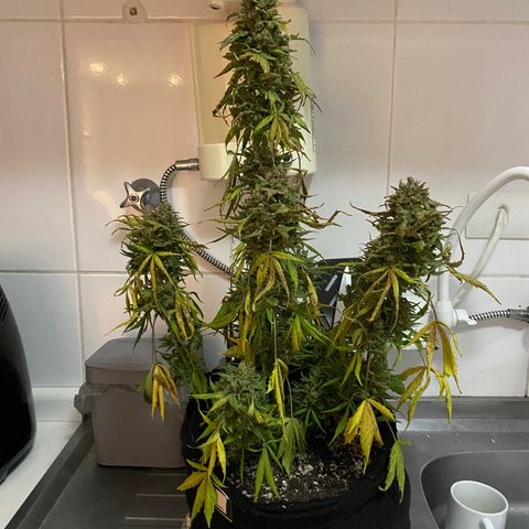 Auto White Widow growlog timeline photo