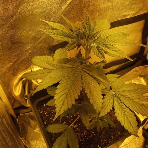 Devil cream growlog timeline photo
