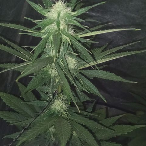 Devil cream growlog photo: Engordando a los 38 días 