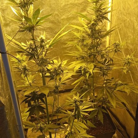 Devil cream growlog photo: Engordando a los 38 días 