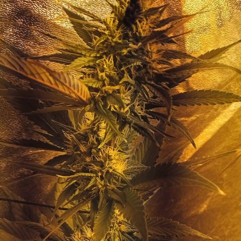 Devil cream growlog photo: Están engordando 
Corte en 15 días aprox