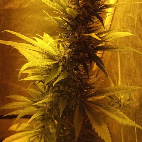 Devil cream growlog photo: Están engordando 
Corte en 15 días aprox