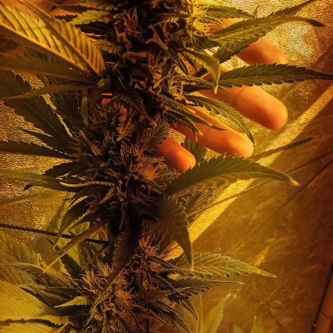 Devil cream growlog photo: Están engordando 
Corte en 15 días aprox