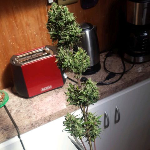 Devil cream growlog timeline photo