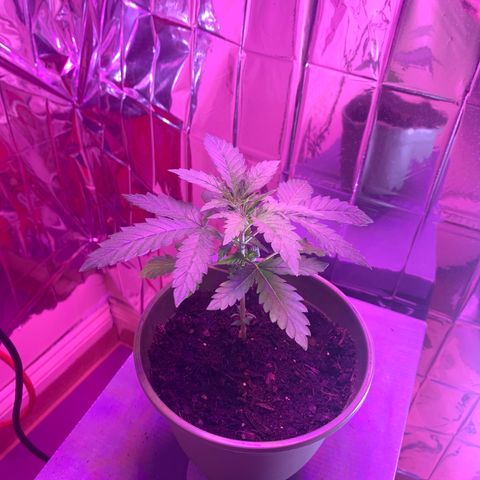 Blue Cheese growlog photo: Looks so healthy 