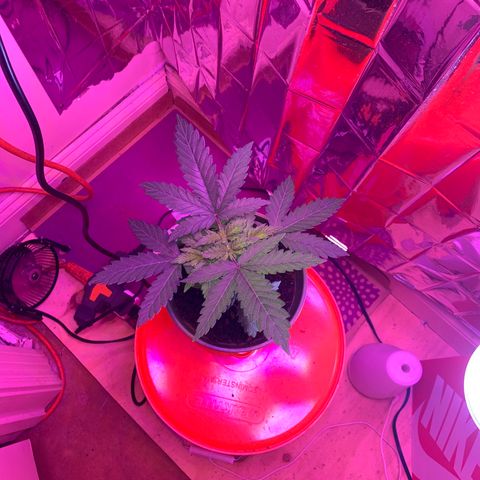 Blue Cheese growlog timeline photo