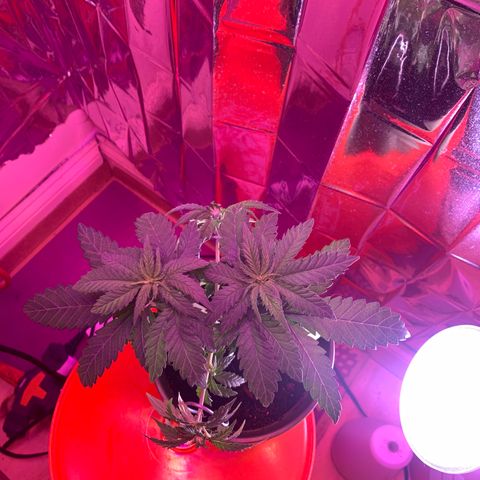 Blue Cheese growlog timeline photo