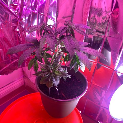 Blue Cheese growlog timeline photo