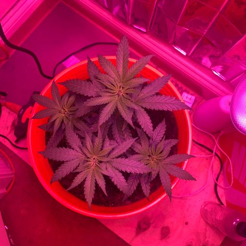 Blue Cheese growlog timeline photo