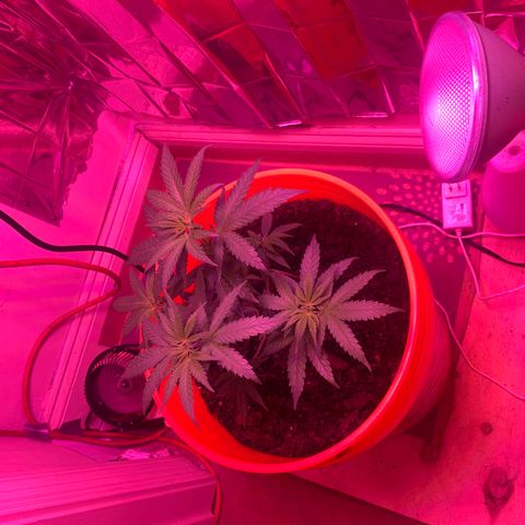 Blue Cheese growlog timeline photo